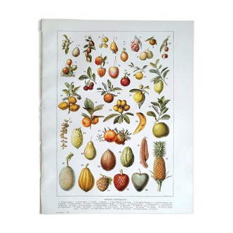 Botanical board 20s Exotic fruits