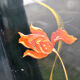 Art nouveau firewall in black enamelled sheet metal - decoration of painted tulips screen 1900