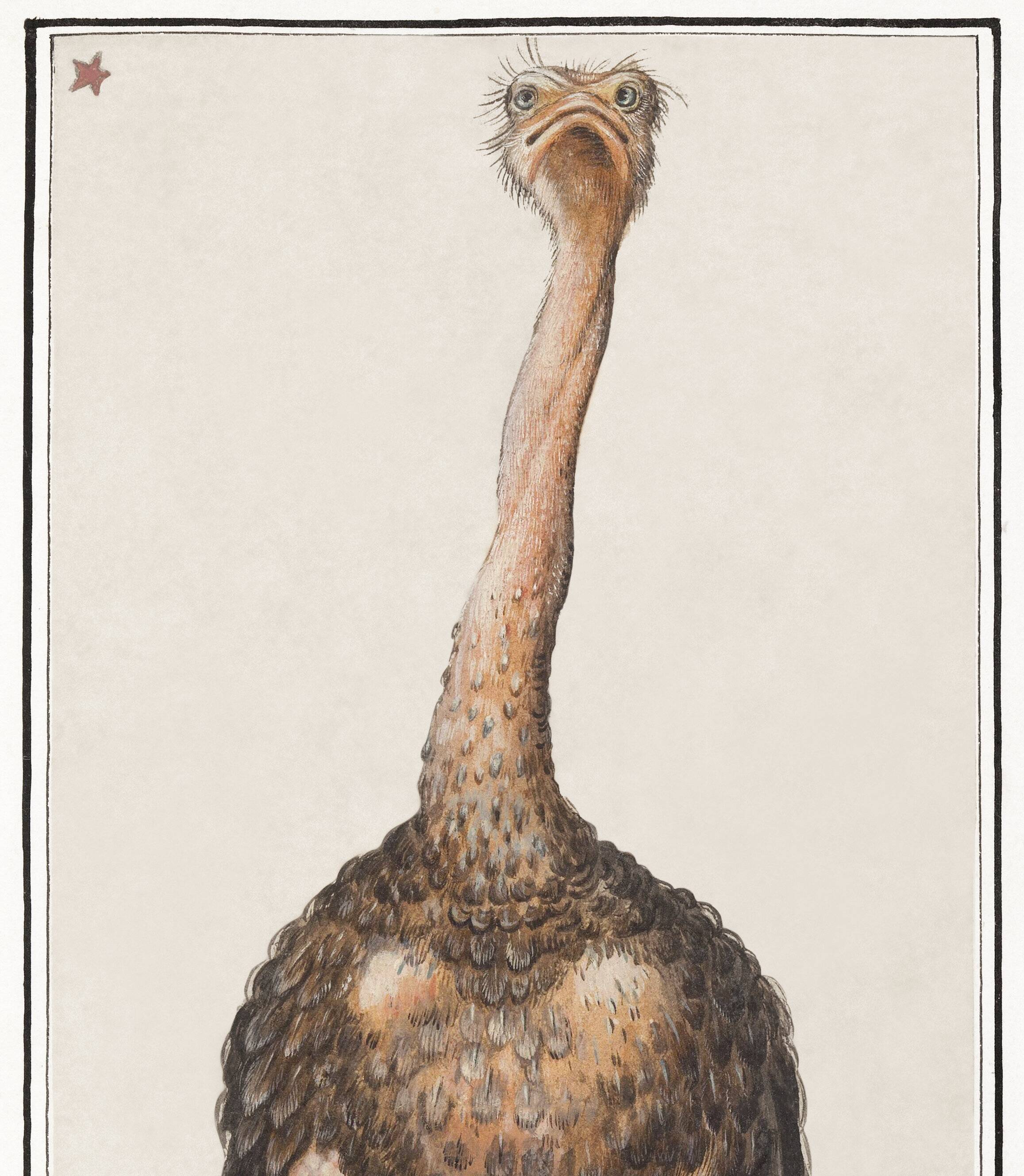 Small poster about the ostrich, after an old engraving from 1610.
