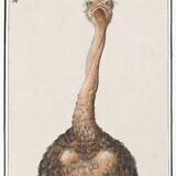 Small poster about the ostrich, after an old engraving from 1610.