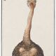 Small poster about the ostrich, after an old engraving from 1610.