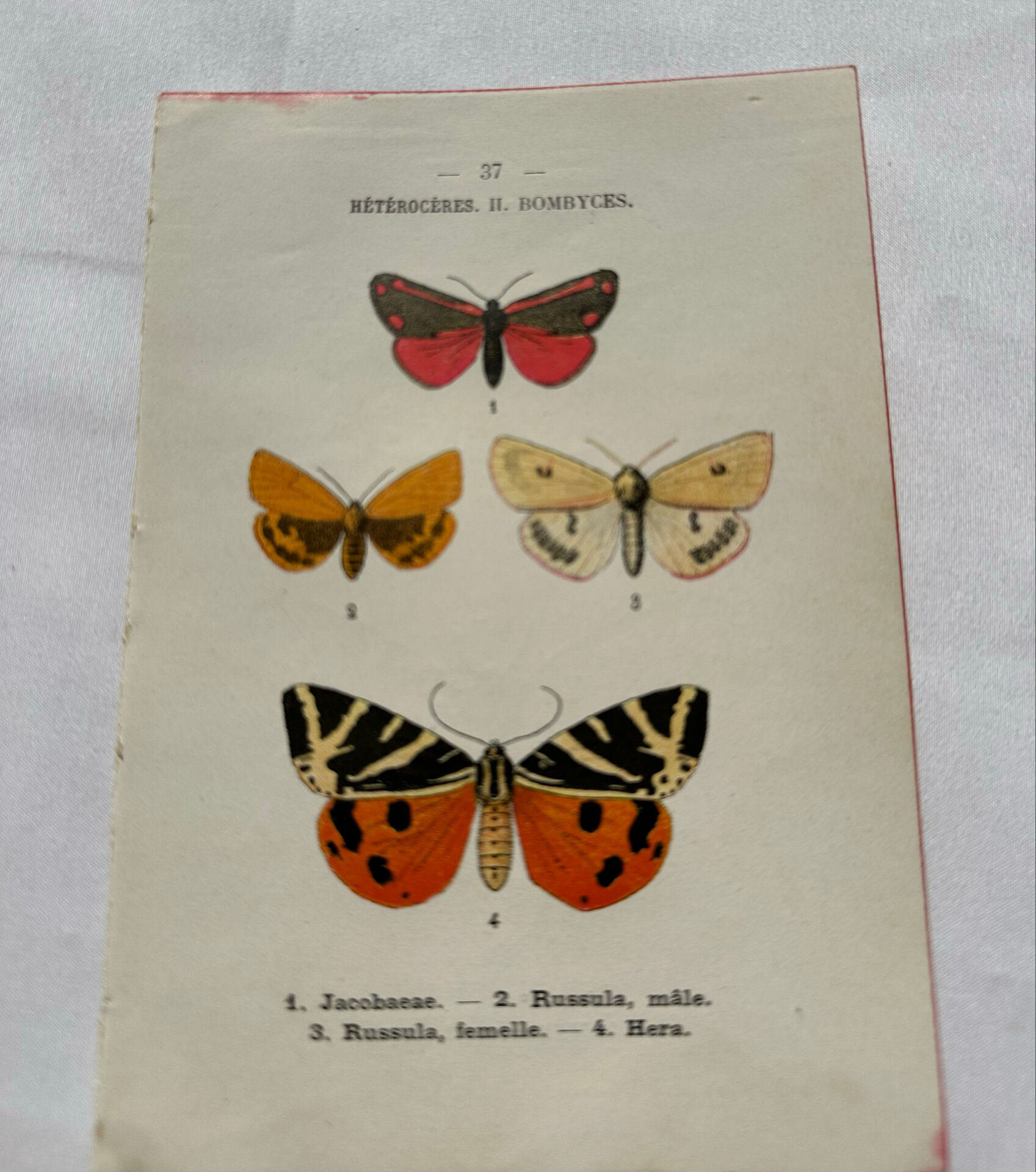 Naturalist engraving Butterfly 19th-century original botanical poster 1800