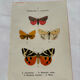 Naturalist engraving Butterfly 19th-century original botanical poster 1800