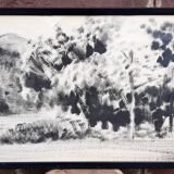 Charcoal on paper by Granados Llimona