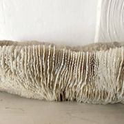 Grand corail "coussin de requin" 39cm