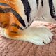 Tiger, Italian sculpture in glazed ceramic.