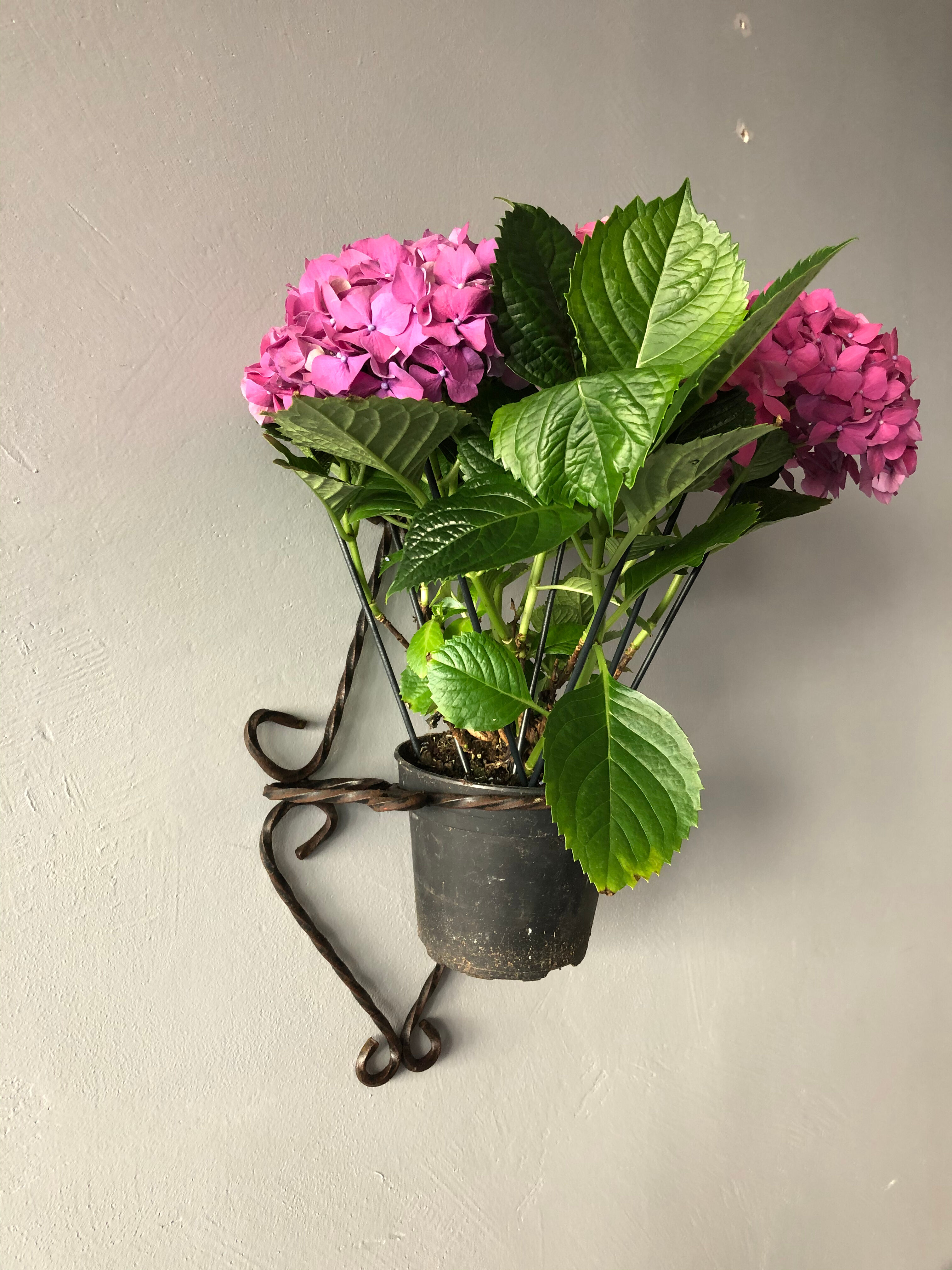 Wrought iron wall plant holder