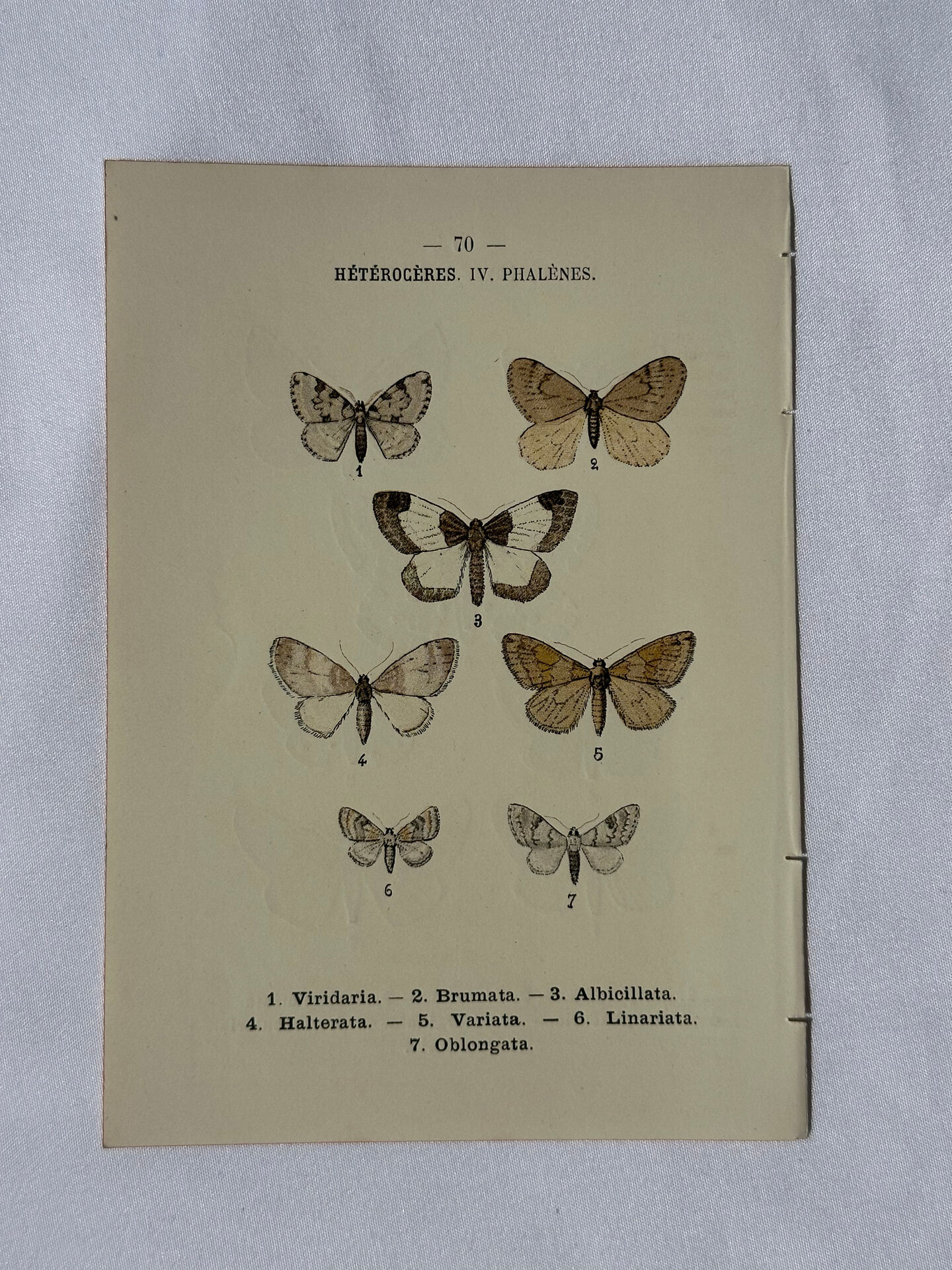 🦋 Botanical Plate Engraving of a Butterfly, 19th Century Naturalist