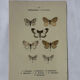 🦋 Botanical Plate Engraving of a Butterfly, 19th Century Naturalist