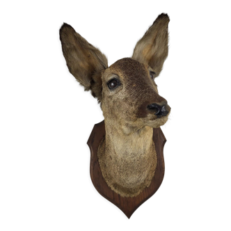 Stuffed and naturalized deer head Taxidermy