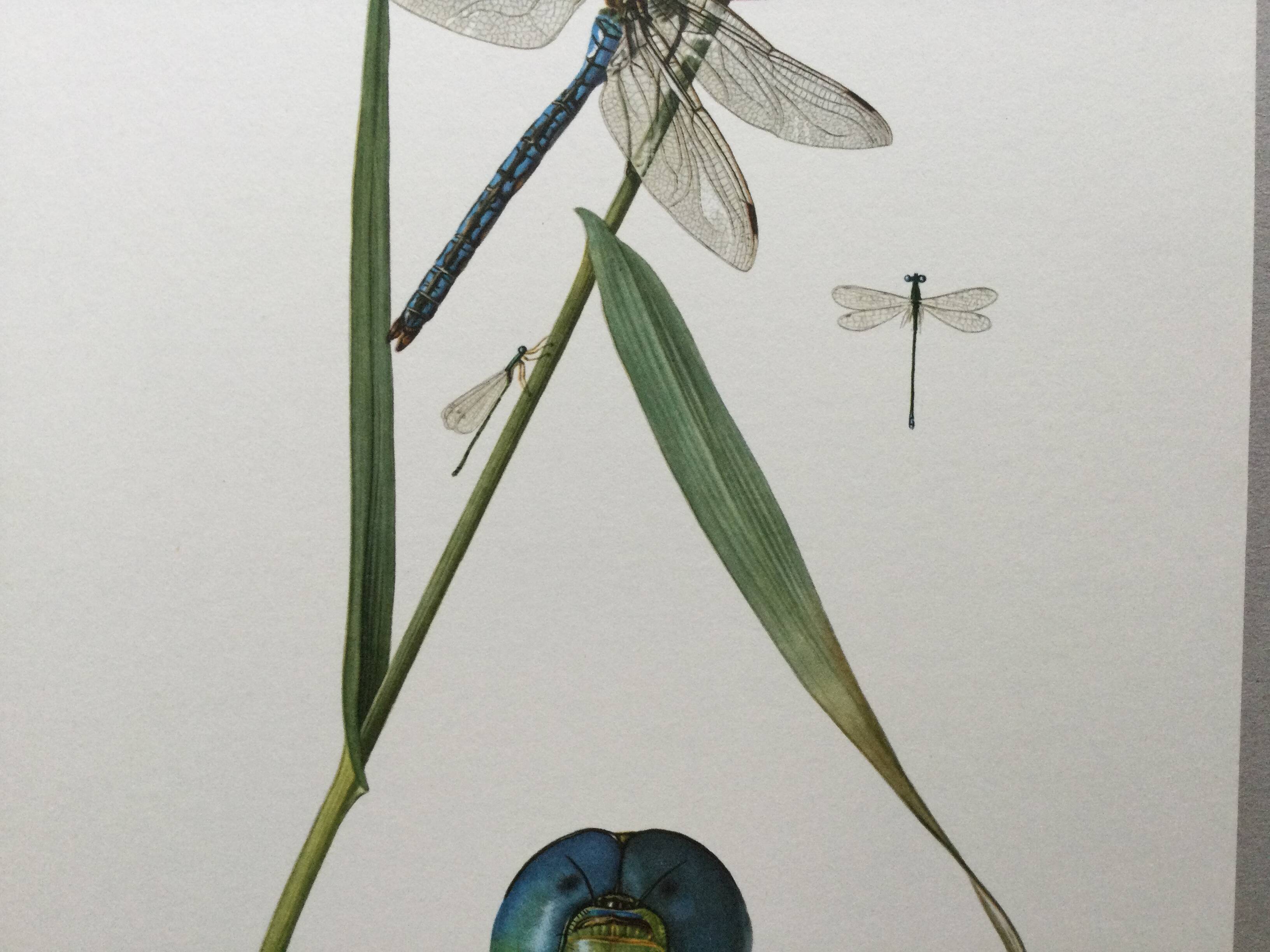 Antique illustration "insects" Dragonfly, 1960s