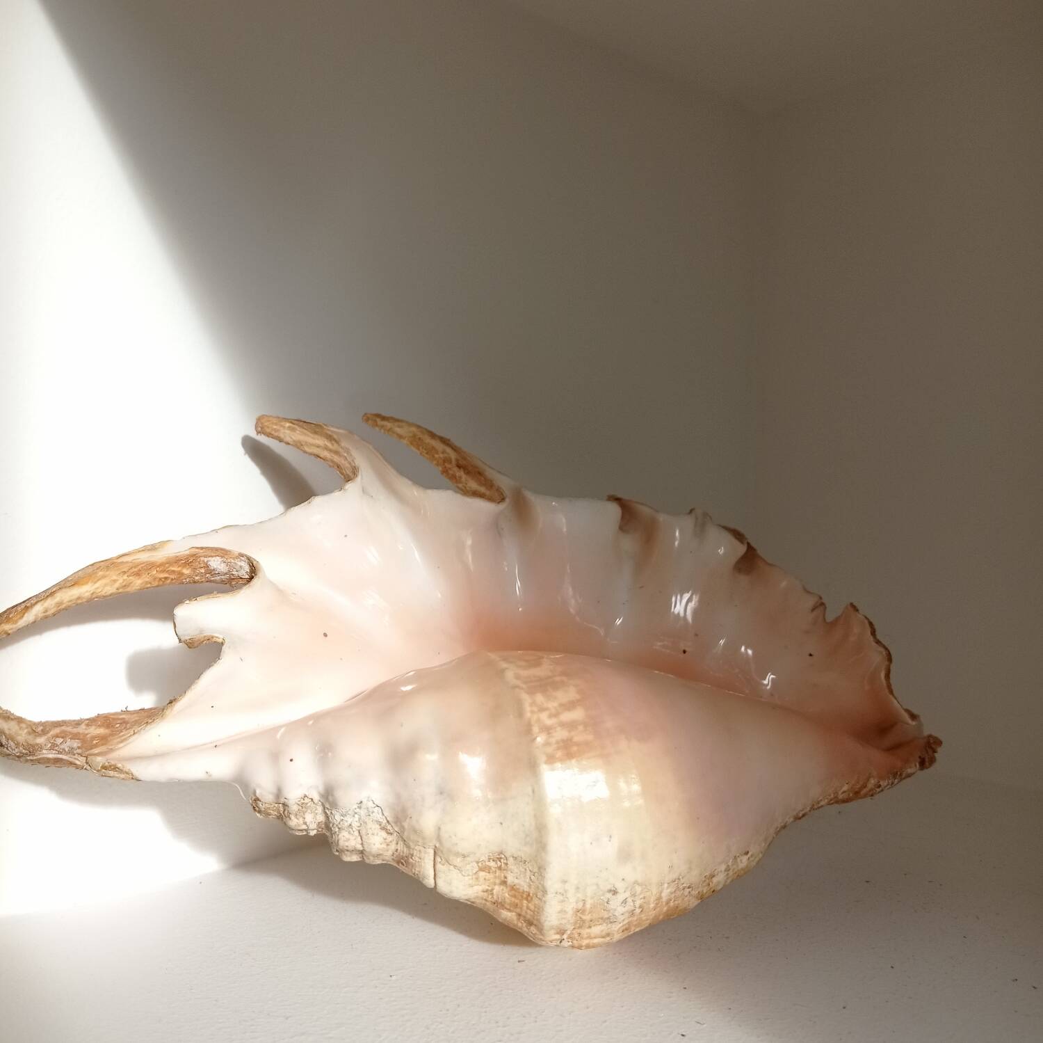 Vintage shell