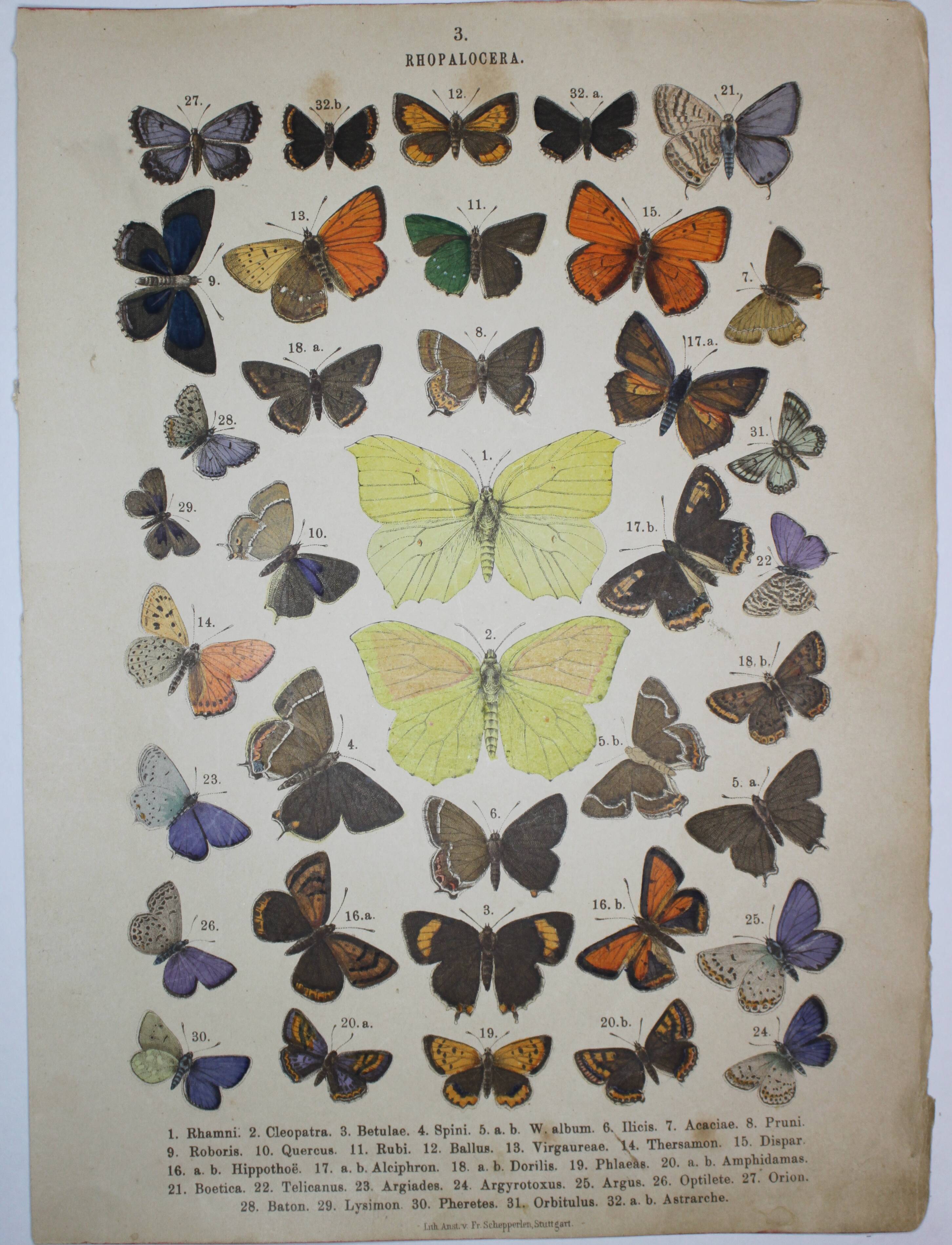 Rhamni butterflies, illustration from 1887 antique print, lepidoptere original insect plate