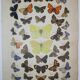 Rhamni butterflies, illustration from 1887 antique print, lepidoptere original insect plate