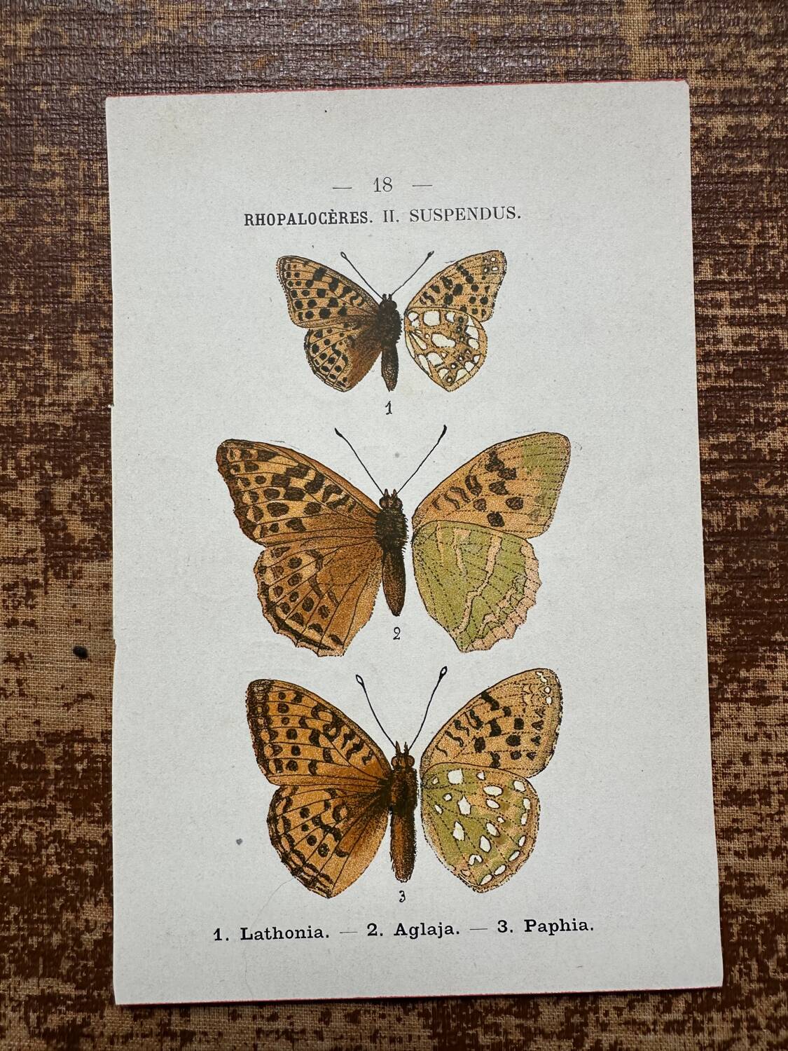 Butterfly lithograph, naturalist plate, 1890
