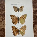 Butterfly lithograph, naturalist plate, 1890