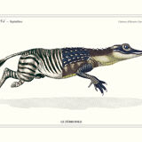 Chimera lithograph animal engraving, the zebrodile