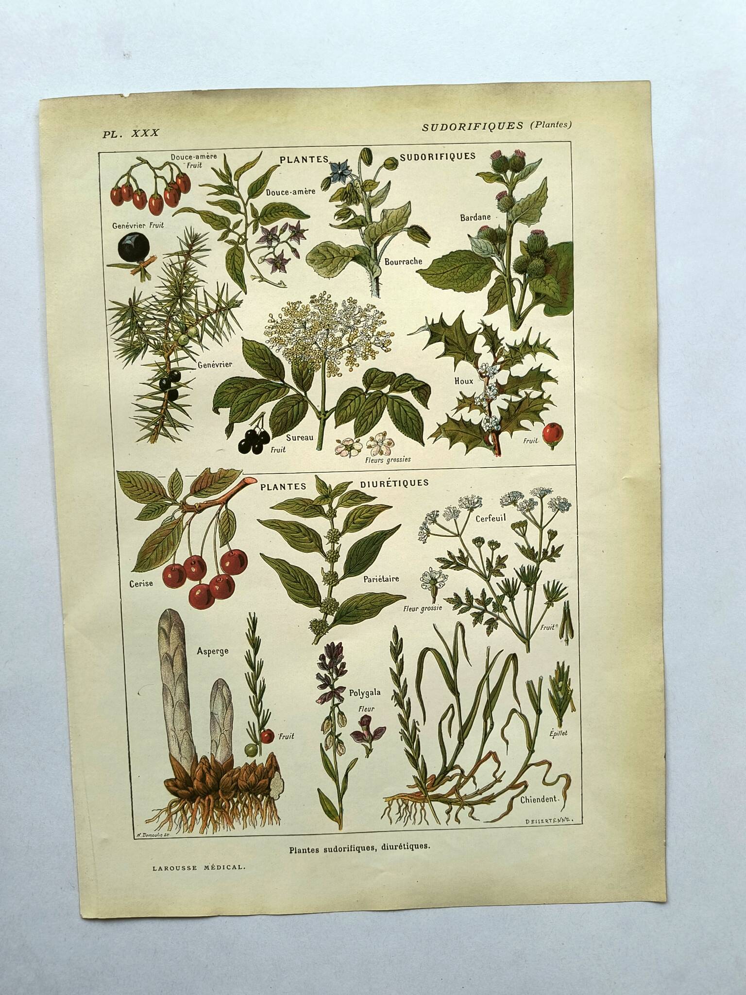 Vintage engraving from 1925 • Sudorific medicinal plants by M. Desse