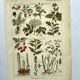 Vintage engraving from 1925 • Sudorific medicinal plants by M. Desse