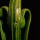 Vase art nouveau en grès avec trois anses voûtées