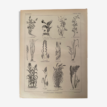 Lithographie sur les plantes fourragères de 1921