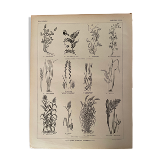 Lithography on fodder plants from 1921