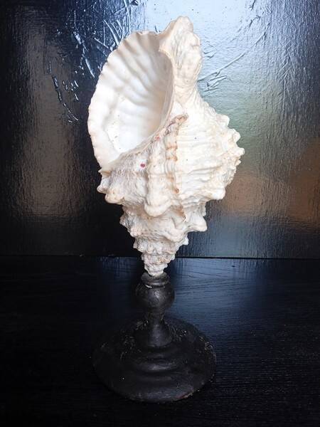 Cabinet of Curiosities 33cm Tutufa Bubo Shell on base