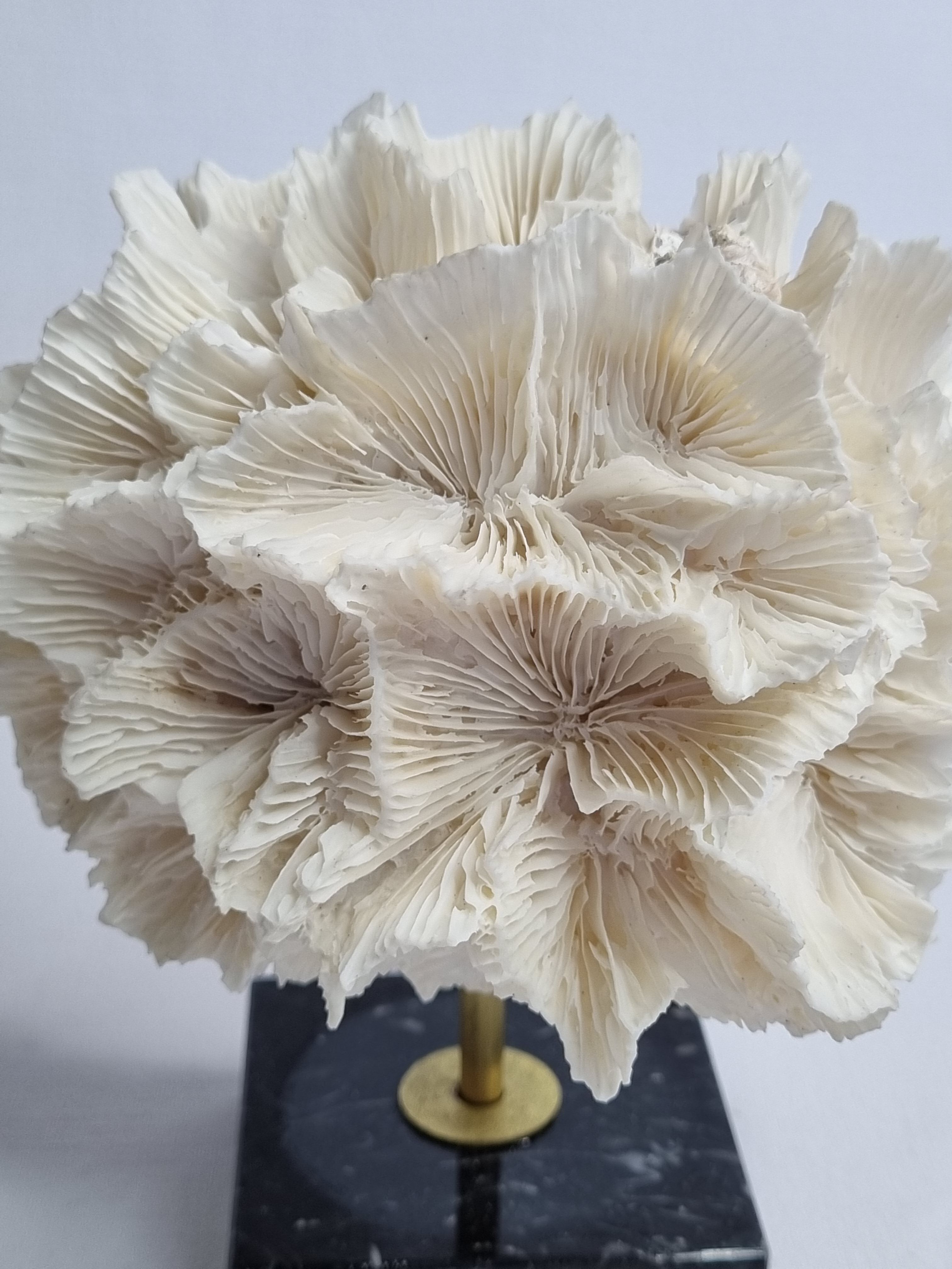 Old white coral on black veined marble base, 16 cm