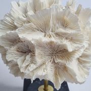 Old white coral on black veined marble base, 16 cm