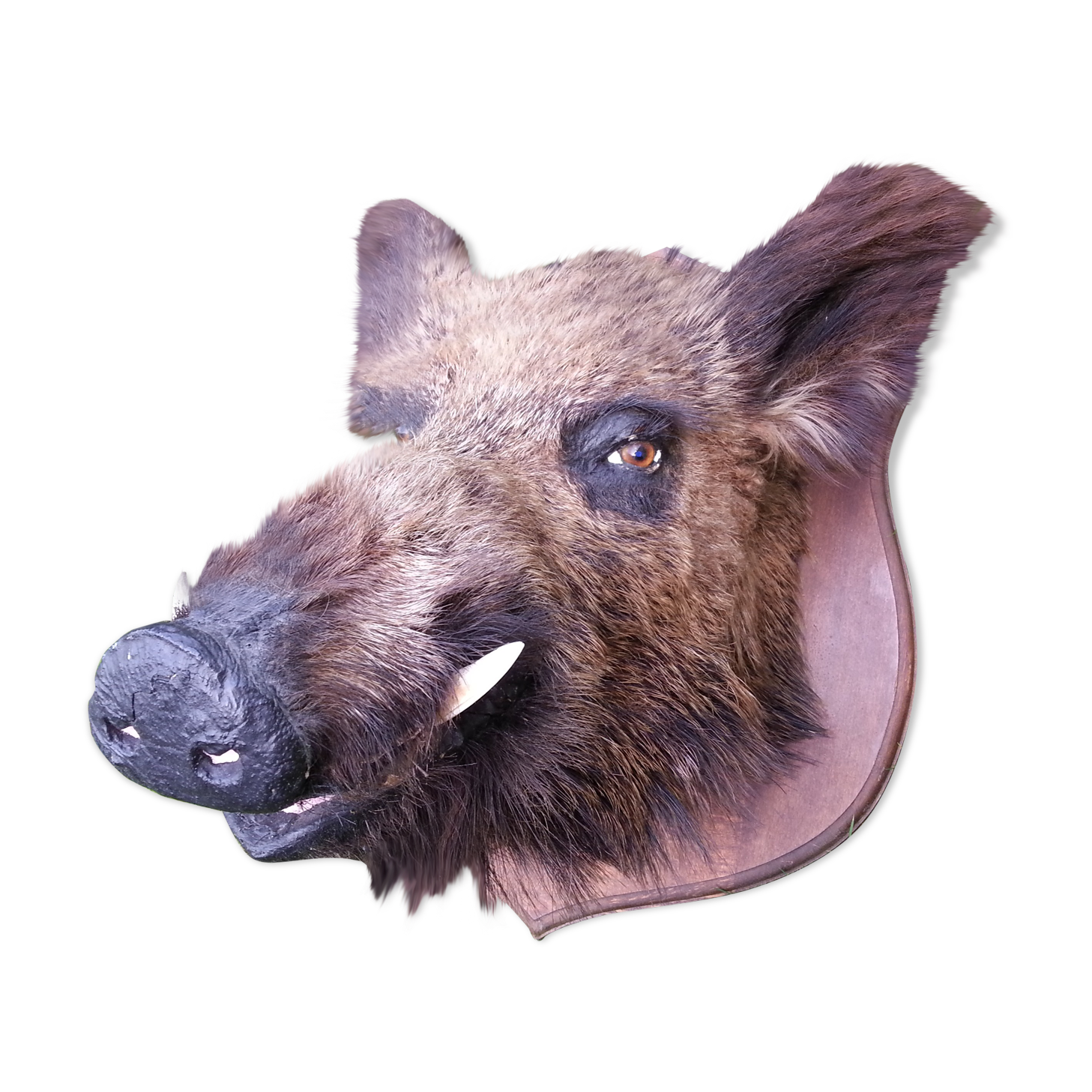 Hunting trophy boar for cabinet of curiosity's head
