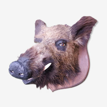 Hunting trophy boar for cabinet of curiosity's head