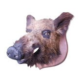 Hunting trophy boar for cabinet of curiosity's head