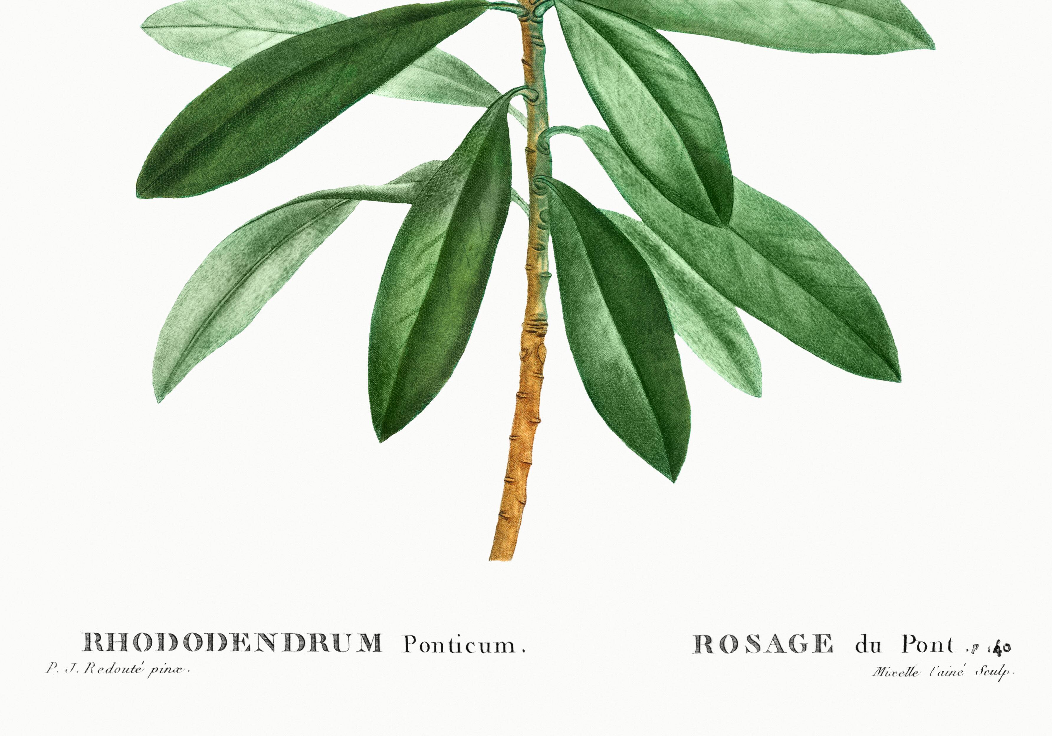 Botanical poster about the rhododendron, based on an old engraving from 1802