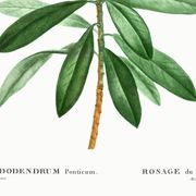 Botanical poster about the rhododendron, based on an old engraving from 1802