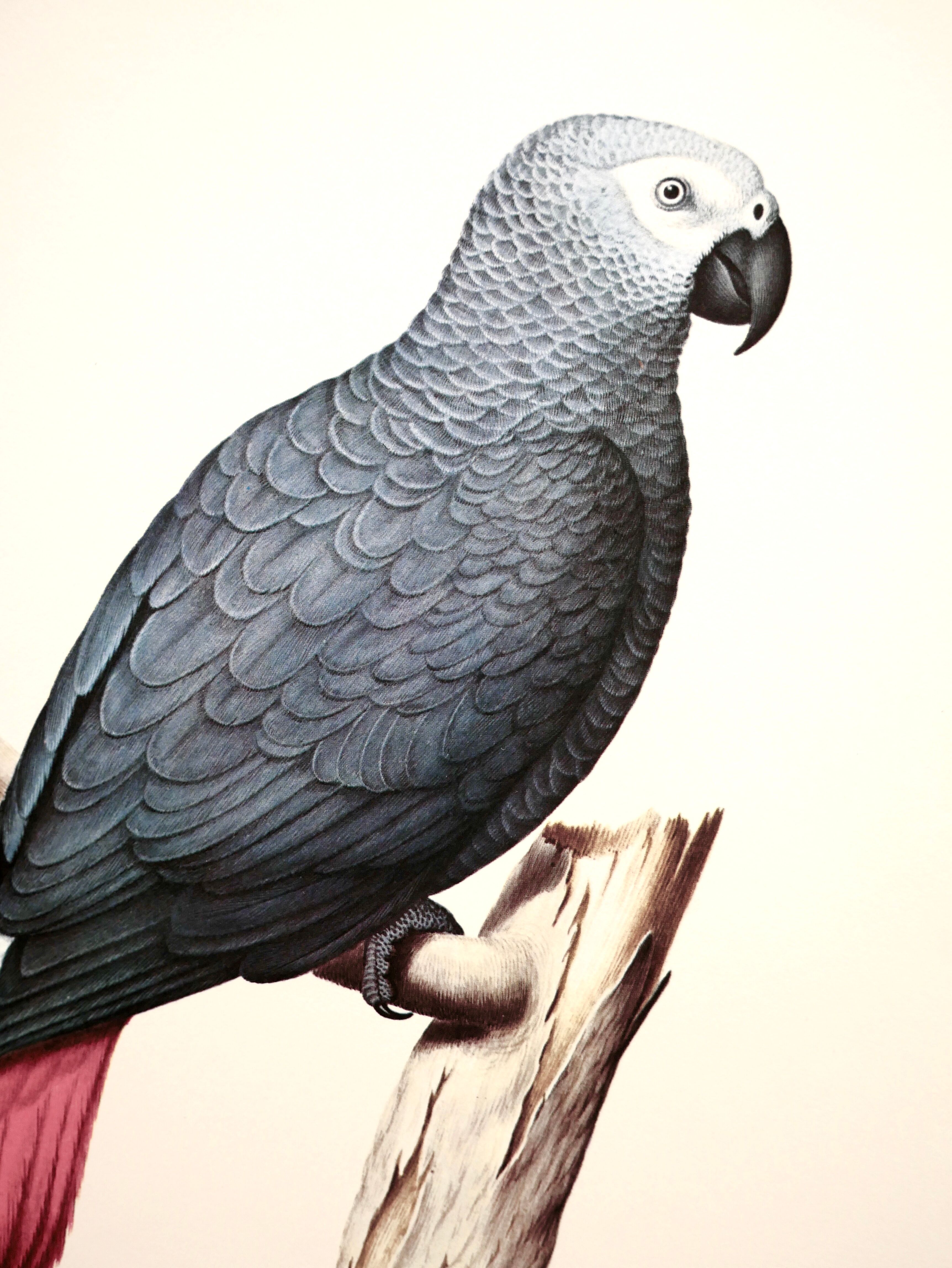 Ornithological board The grey parrot or Jaco
