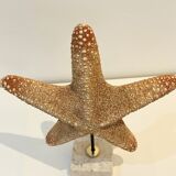 XXL Vintage Natural Starfish on Marble Base Cabinet of Curiosities
