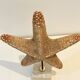 XXL Vintage Natural Starfish on Marble Base Cabinet of Curiosities