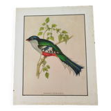 Temnurus core bird illustration