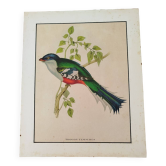 Temnurus core bird illustration