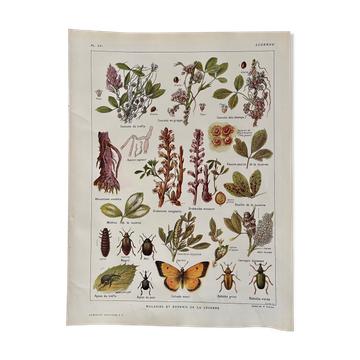 Lithograph on alfalfa from 1921