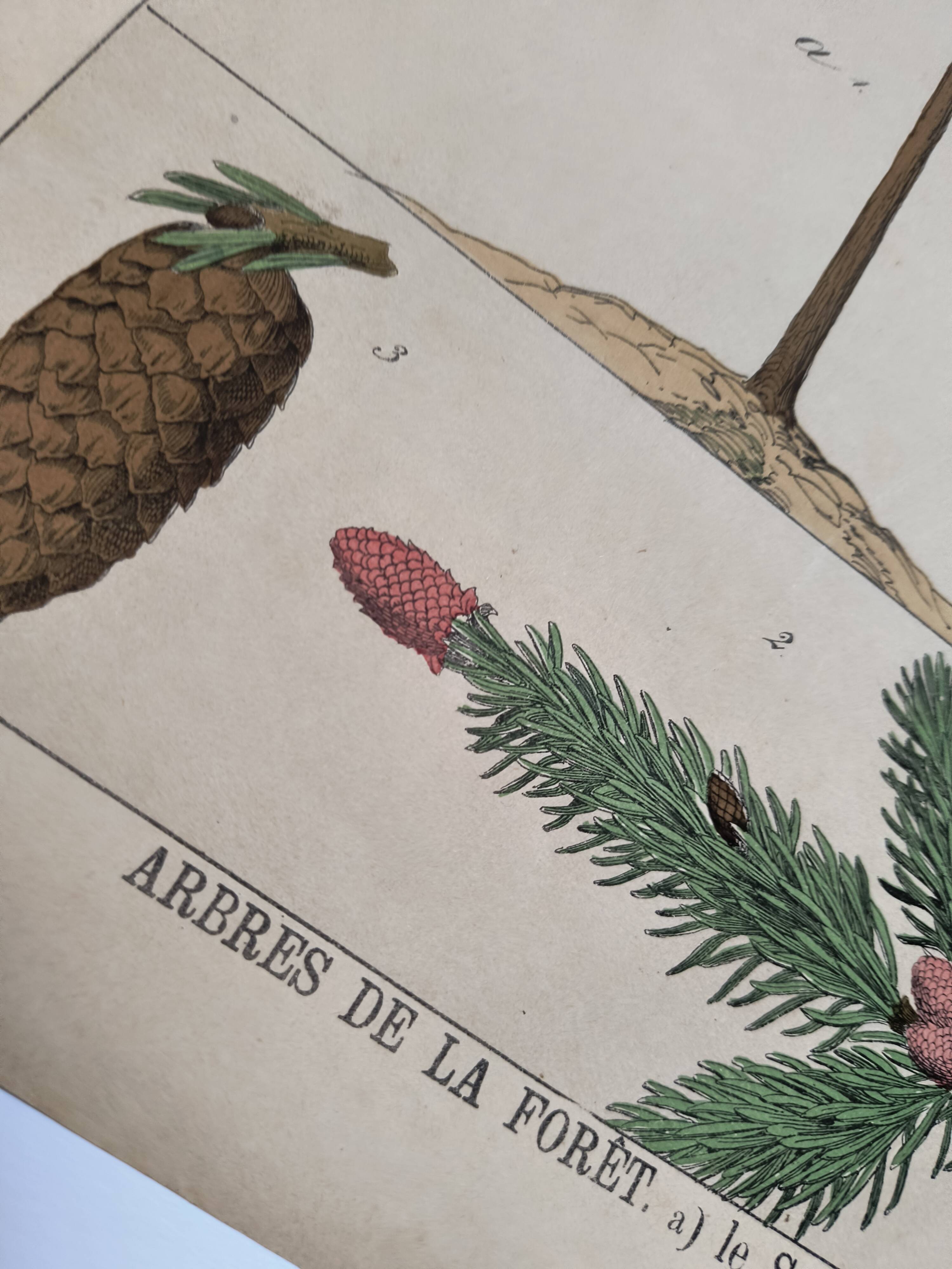 Planche botanique 1870 - Sapins - Gravure ancienne arbre