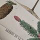 Planche botanique 1870 - Sapins - Gravure ancienne arbre