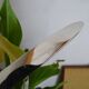 12 vintage Pradel cheese knives horn and stainless steel handles in case