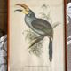 Framed zoological engraving toucan