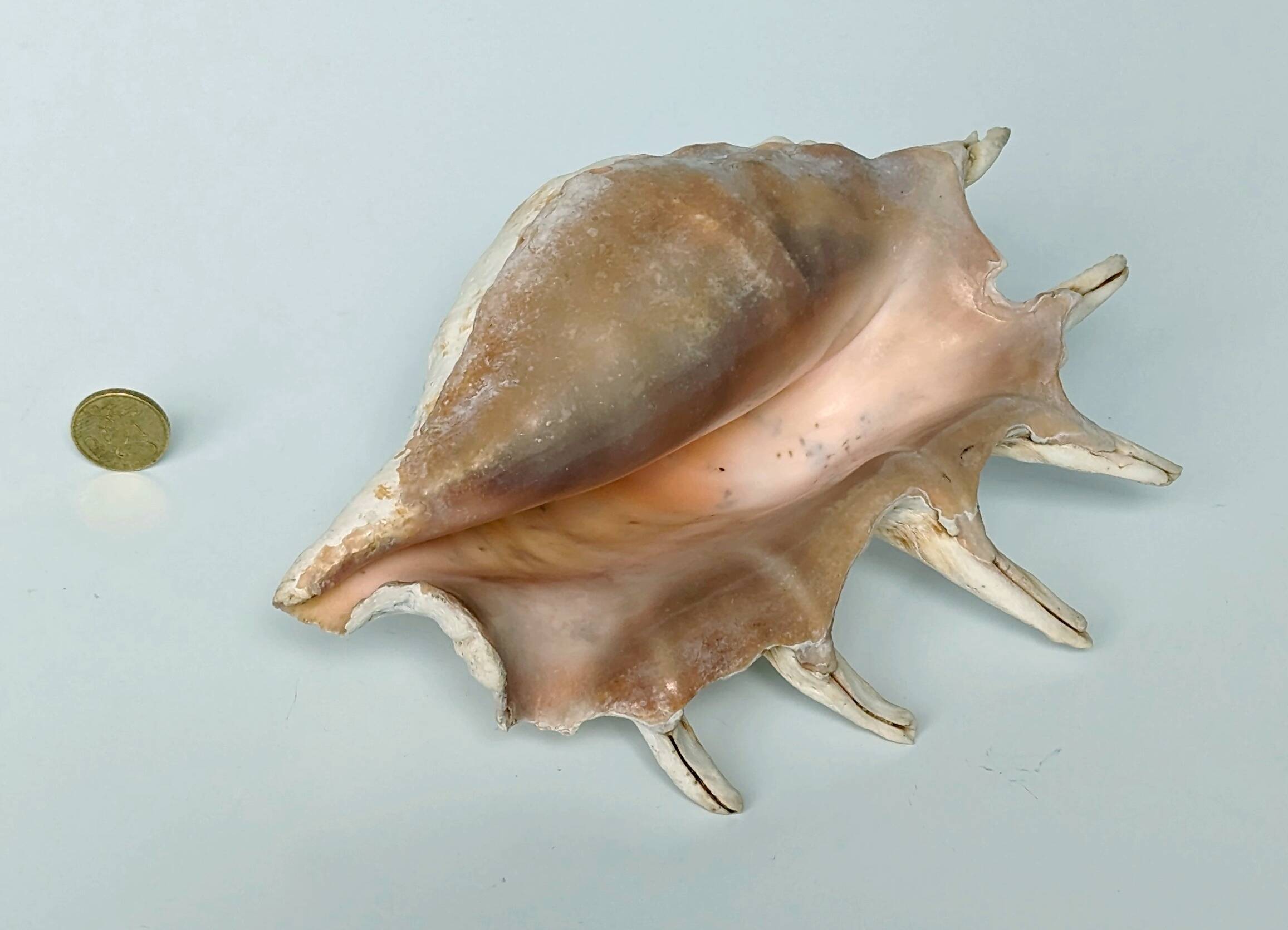 Large pink shell - Large Lambis - Strombidae - Lambis Truncata with 7 digitizations