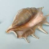 Large pink shell - Large Lambis - Strombidae - Lambis Truncata with 7 digitizations
