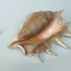 Large pink shell - Large Lambis - Strombidae - Lambis Truncata with 7 digitizations