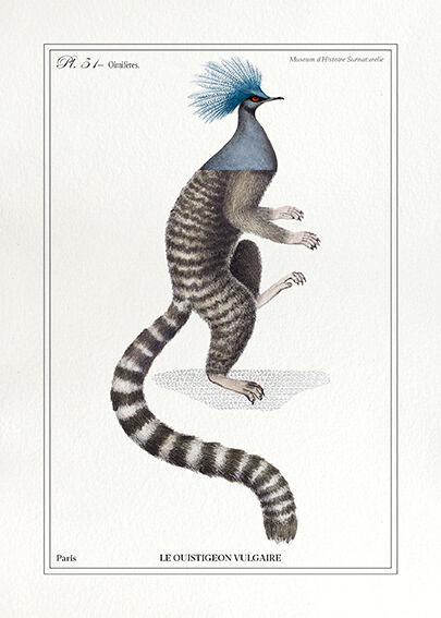 Chimera lithography animal engraving - the ouistigeon