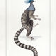 Chimera lithography animal engraving - the ouistigeon