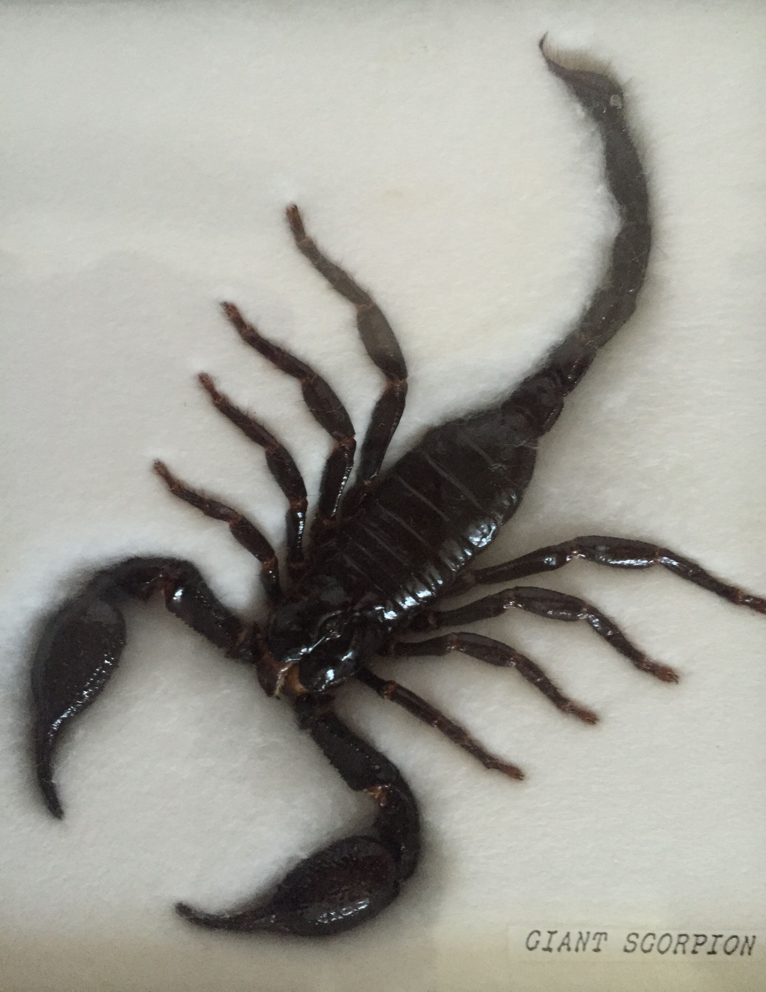 Naturalized Scorpion under glass